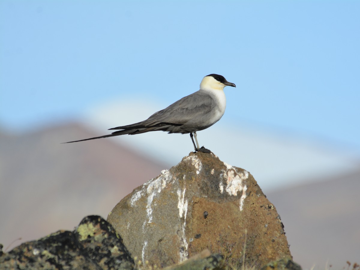 Long-tailed Jaeger - ML600306391