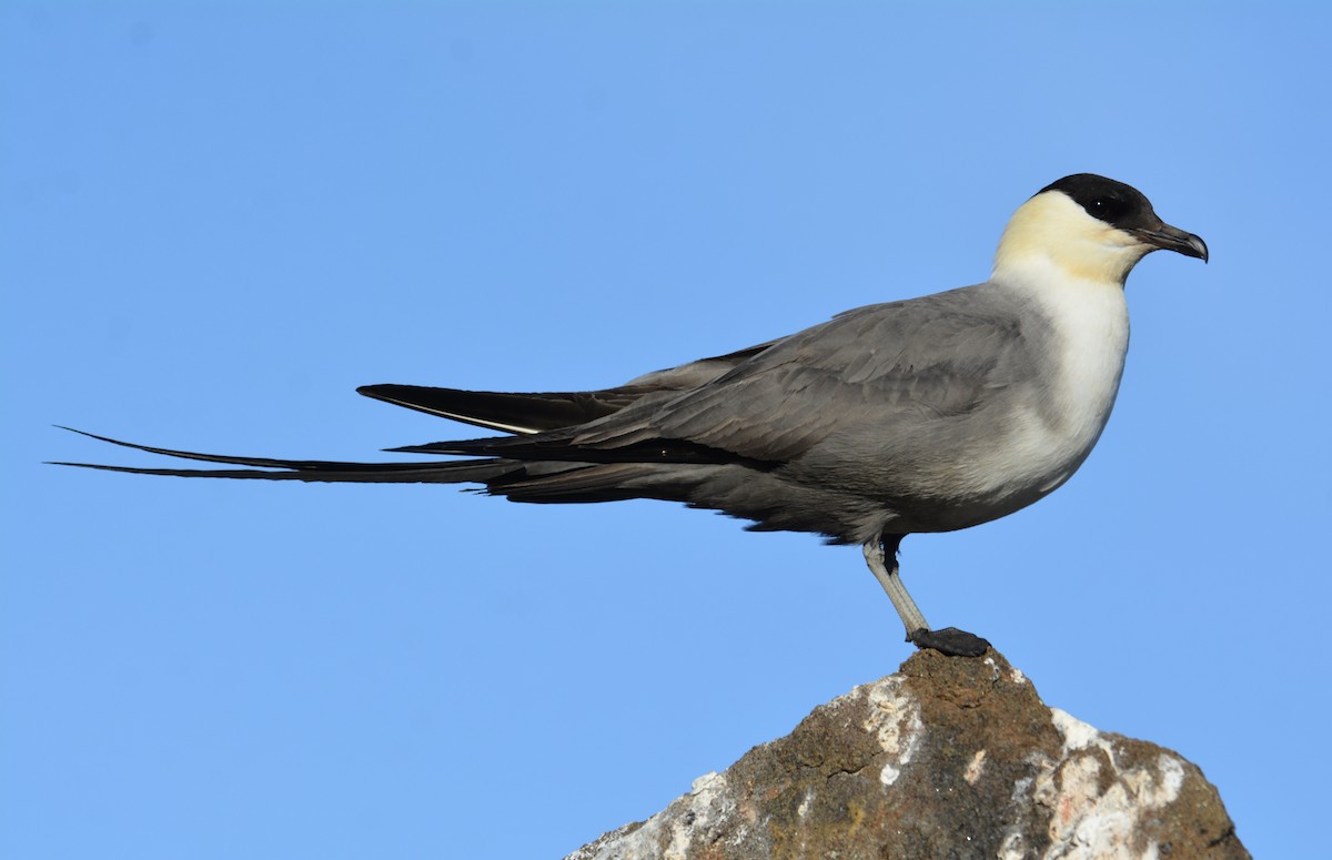Long-tailed Jaeger - ML600306401