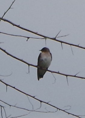 Northern Rough-winged Swallow - ML600306781
