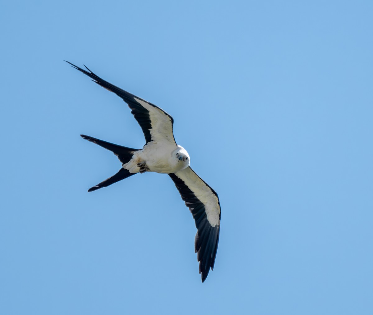 Swallow-tailed Kite - ML600307561