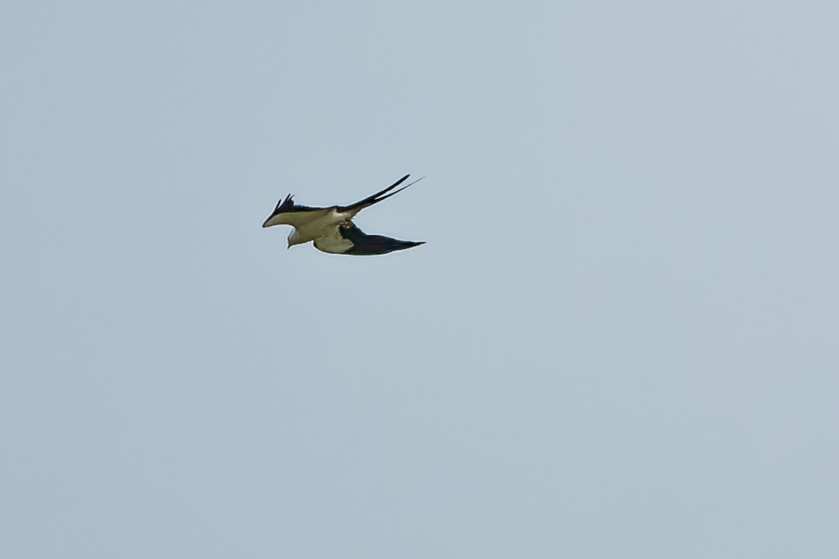 Swallow-tailed Kite - ML600311231