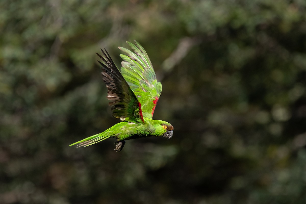 Maroon-fronted Parrot - Justin Martens