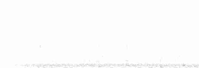 キタツグミマイコドリ（veraepacis グループ） - ML60031511