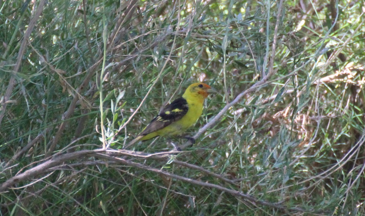 Western Tanager - ML600315431