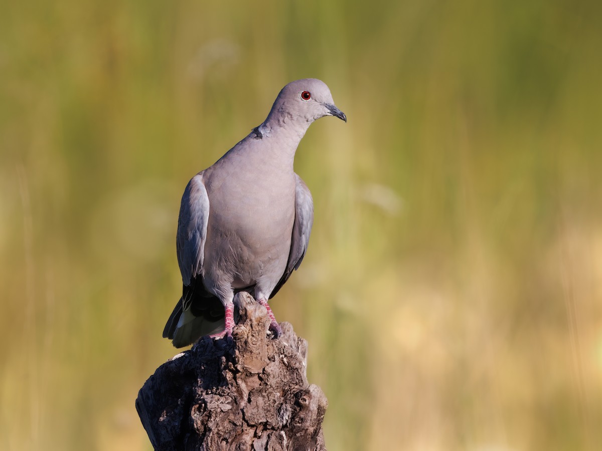 Eurasian Collared-Dove - Zoran T.