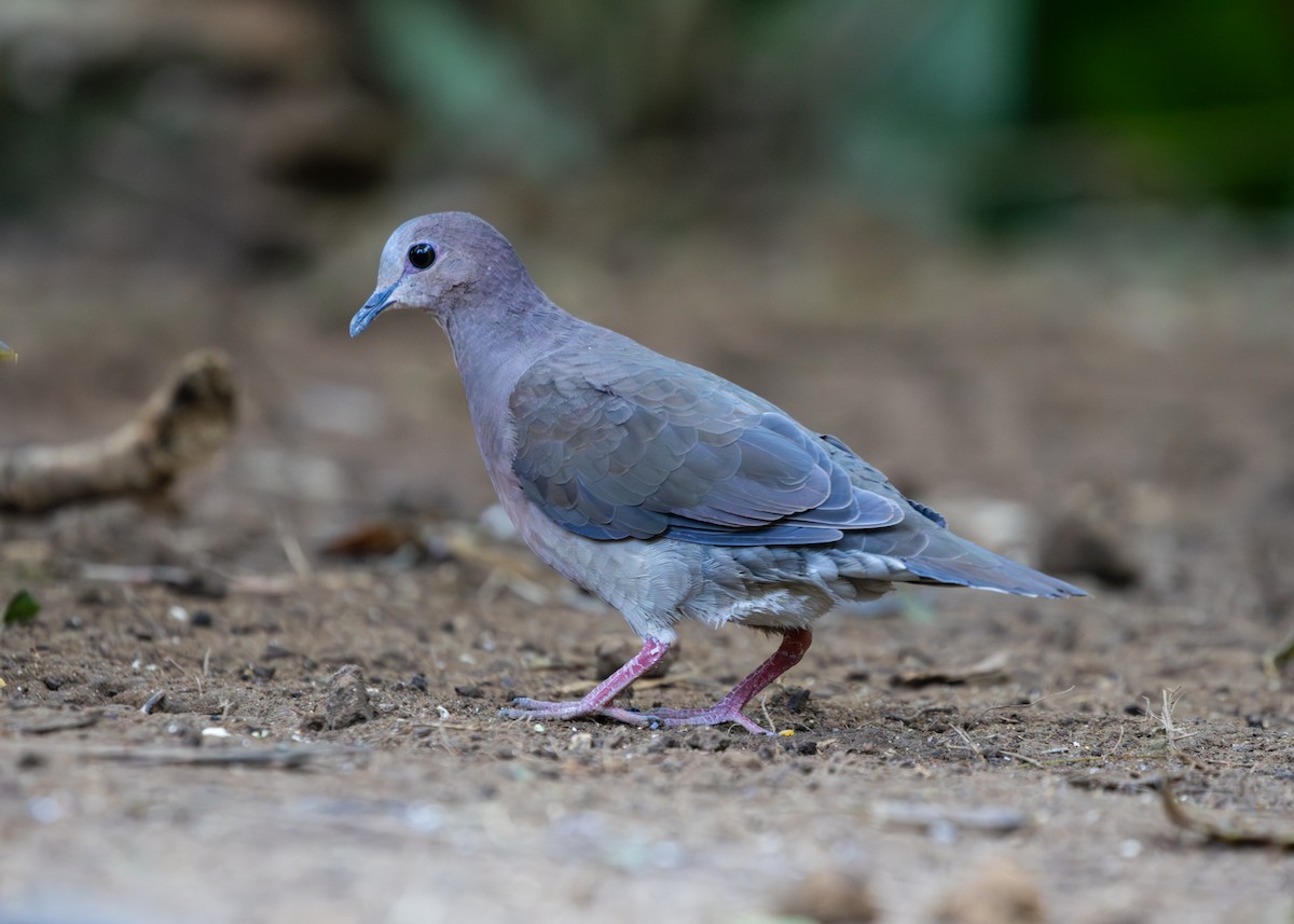Gray-fronted Dove - ML600324911