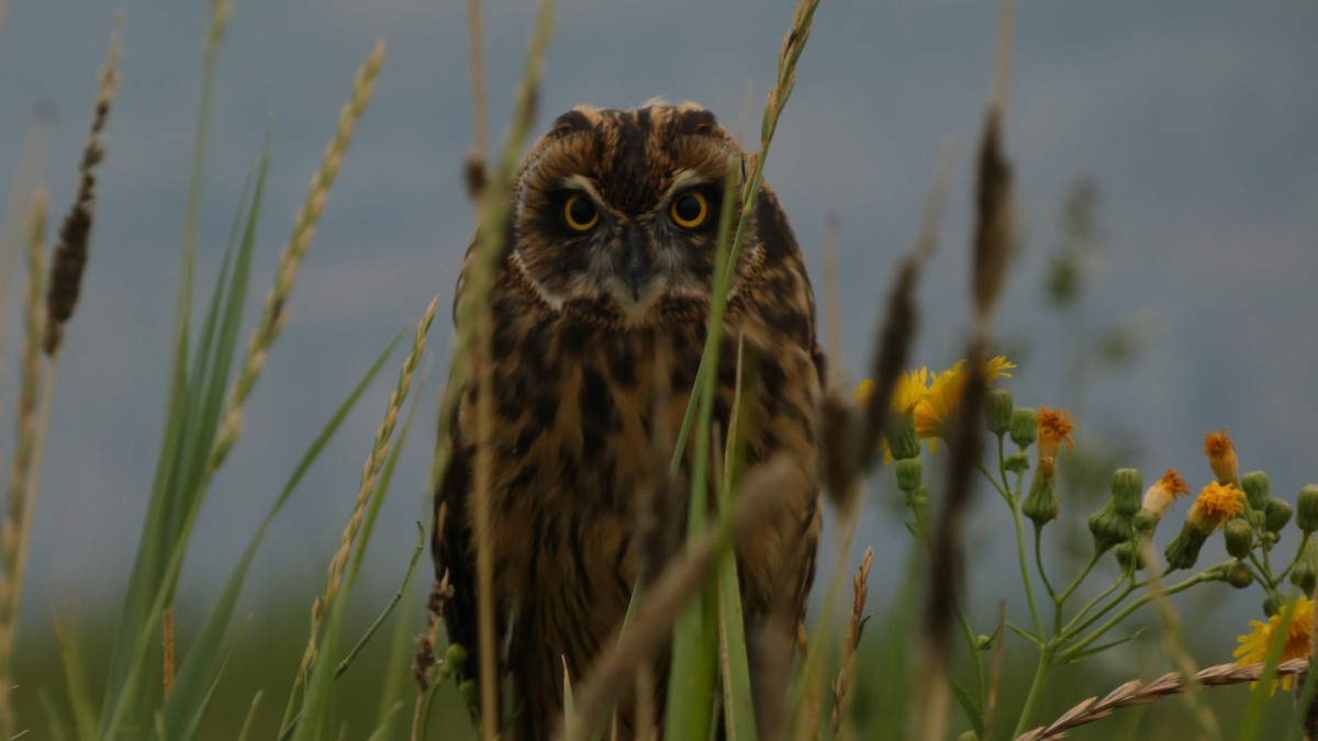 Short-eared Owl - ML600325891