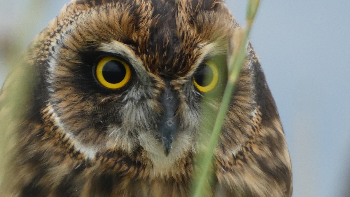 Short-eared Owl - ML600325941