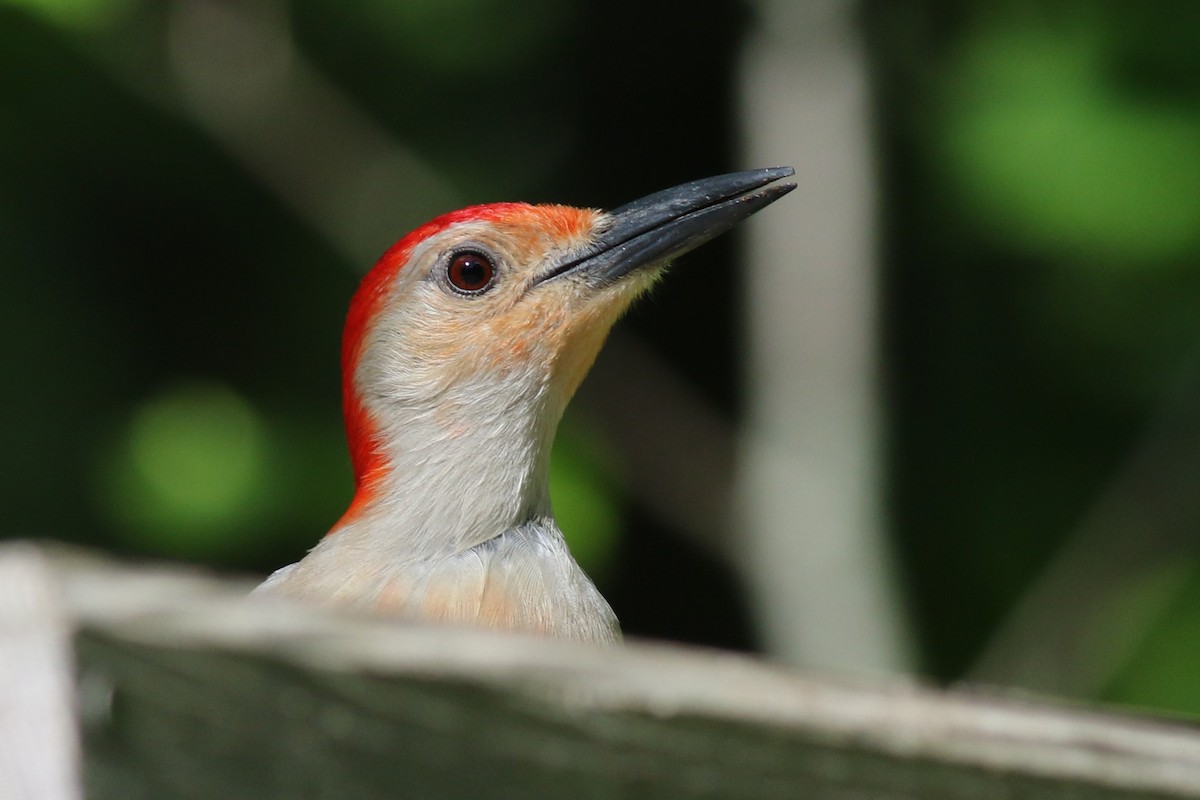 Red-bellied Woodpecker - ML60032761