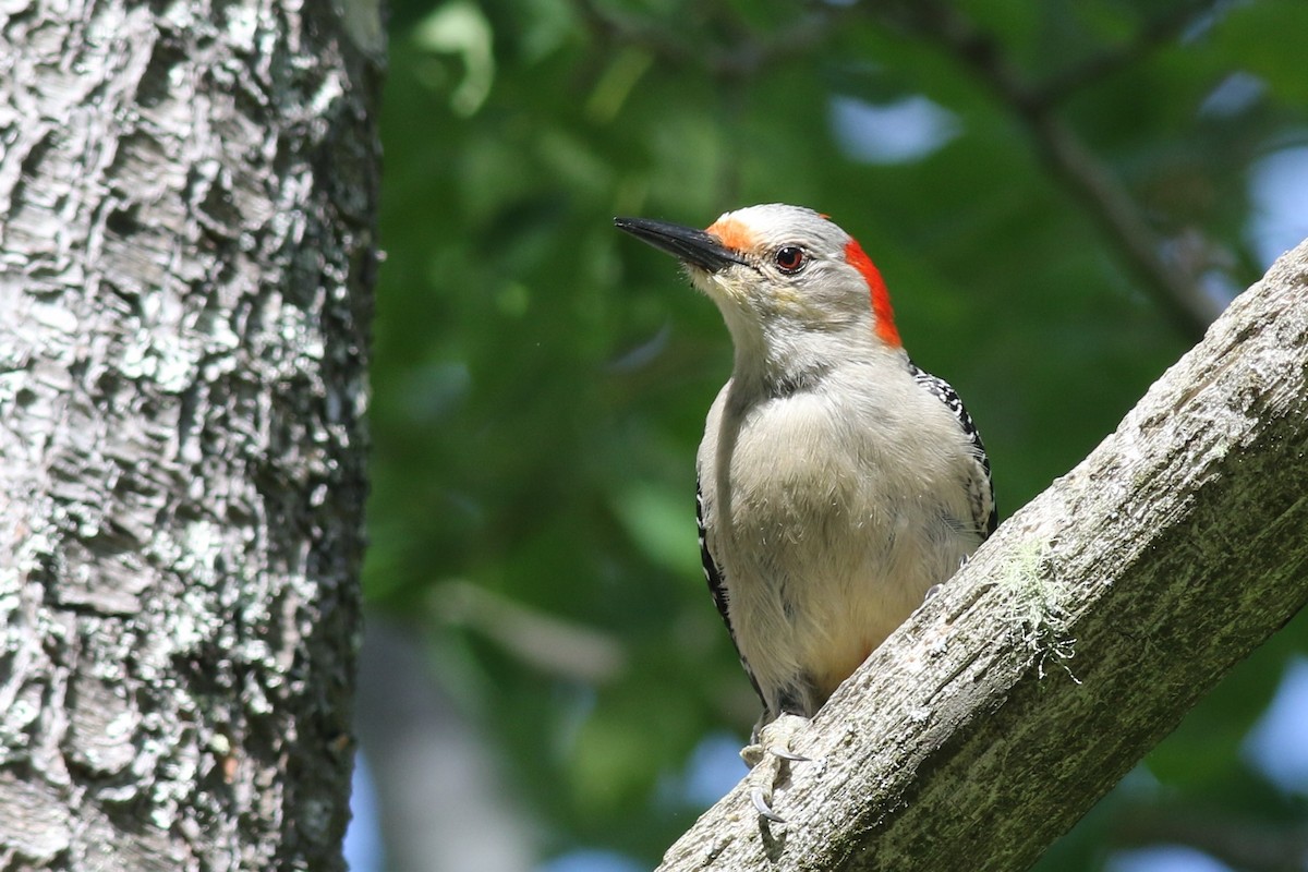 Red-bellied Woodpecker - ML60032771