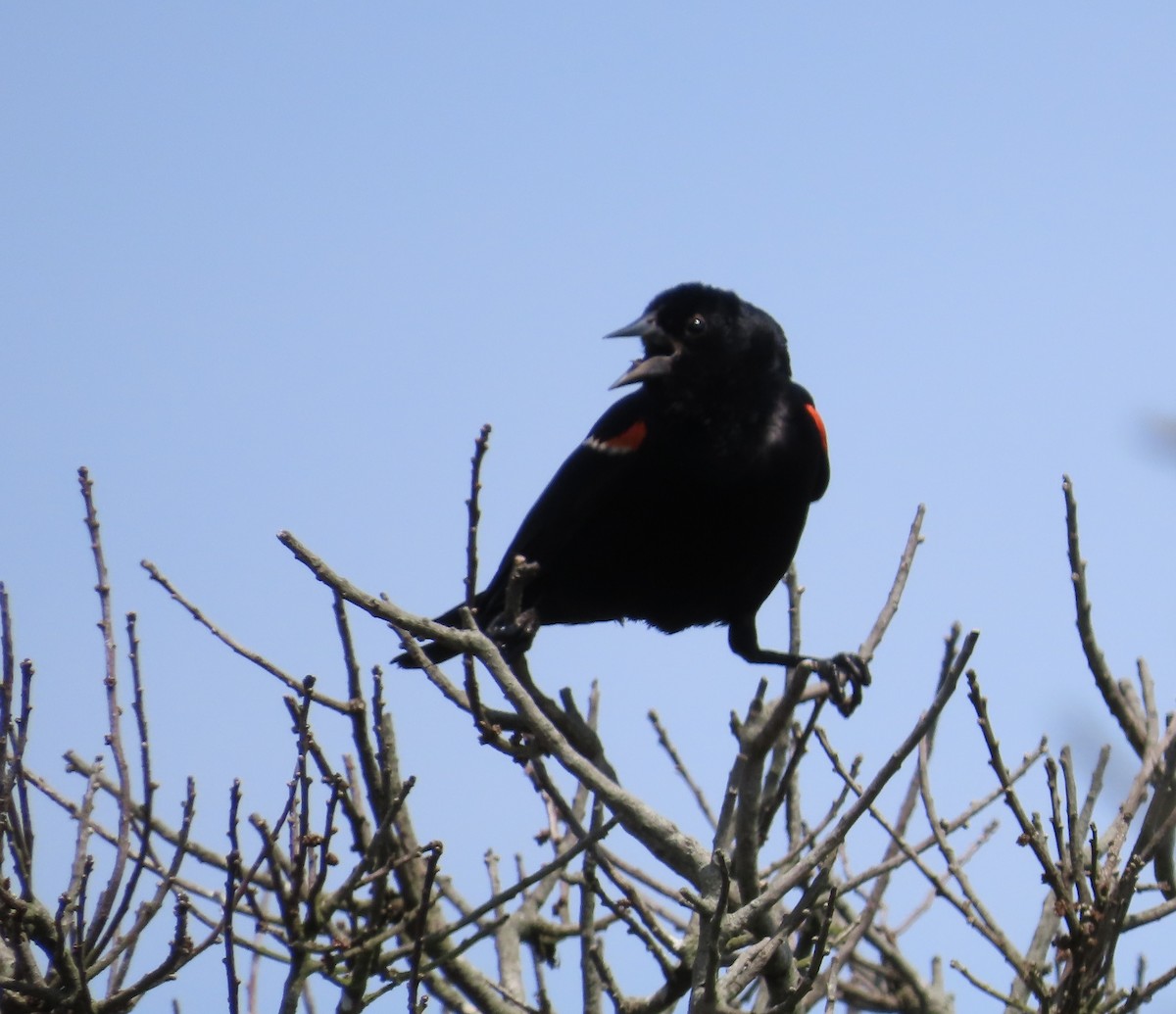 Red-winged Blackbird - ML600328361