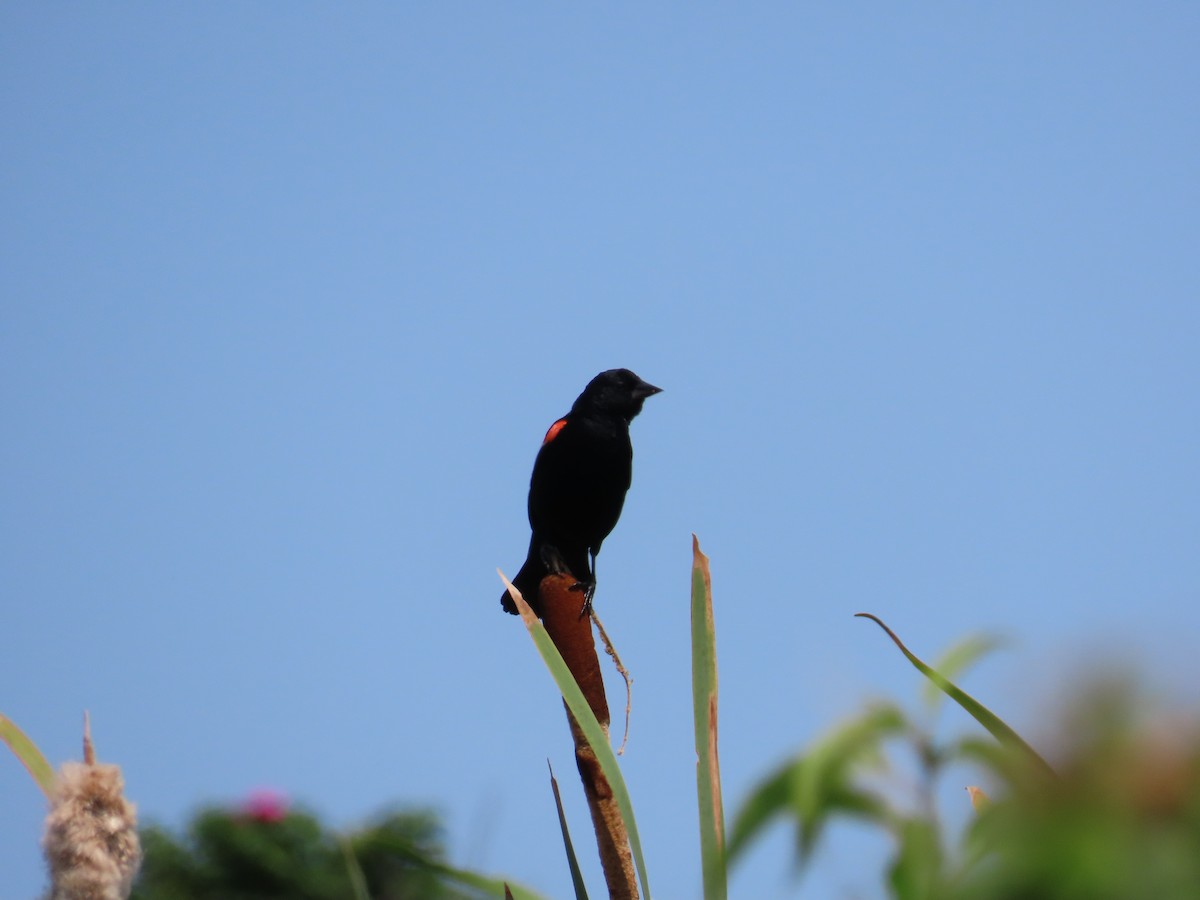 Red-winged Blackbird - Shea Fee