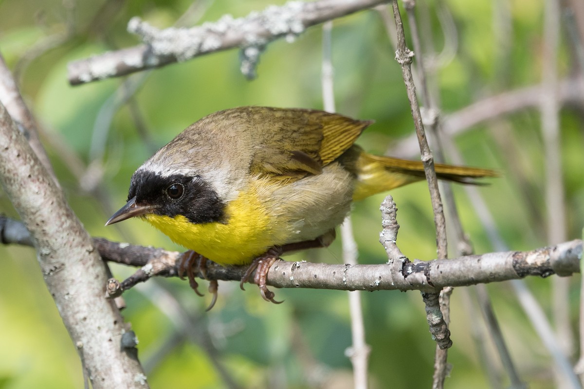 Common Yellowthroat - ML600330891
