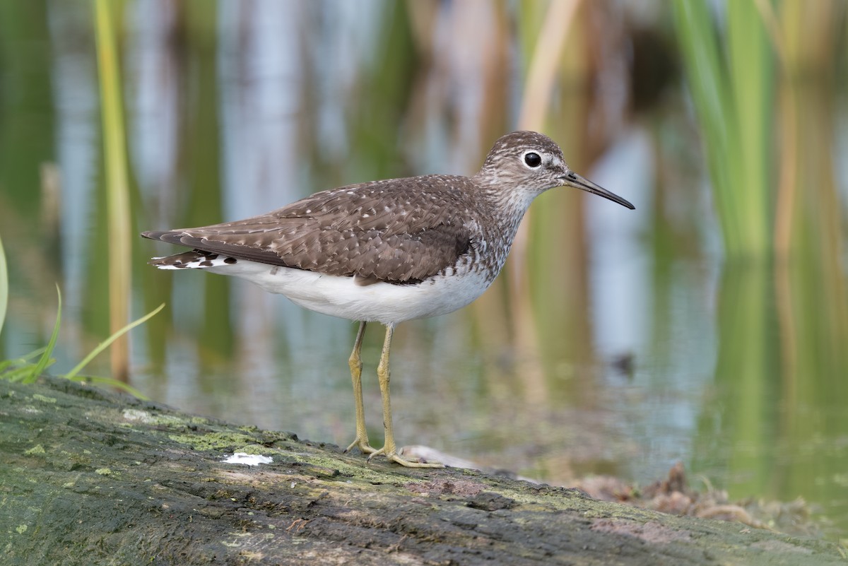Solitary Sandpiper - ML600331131