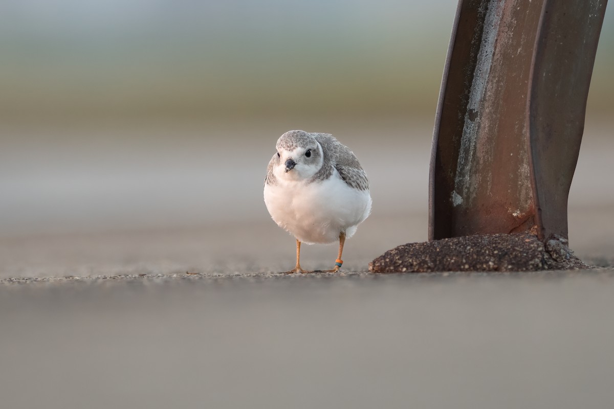Piping Plover - ML600331181