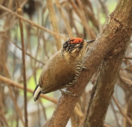 White-barred Piculet (White-barred) - ML600332211