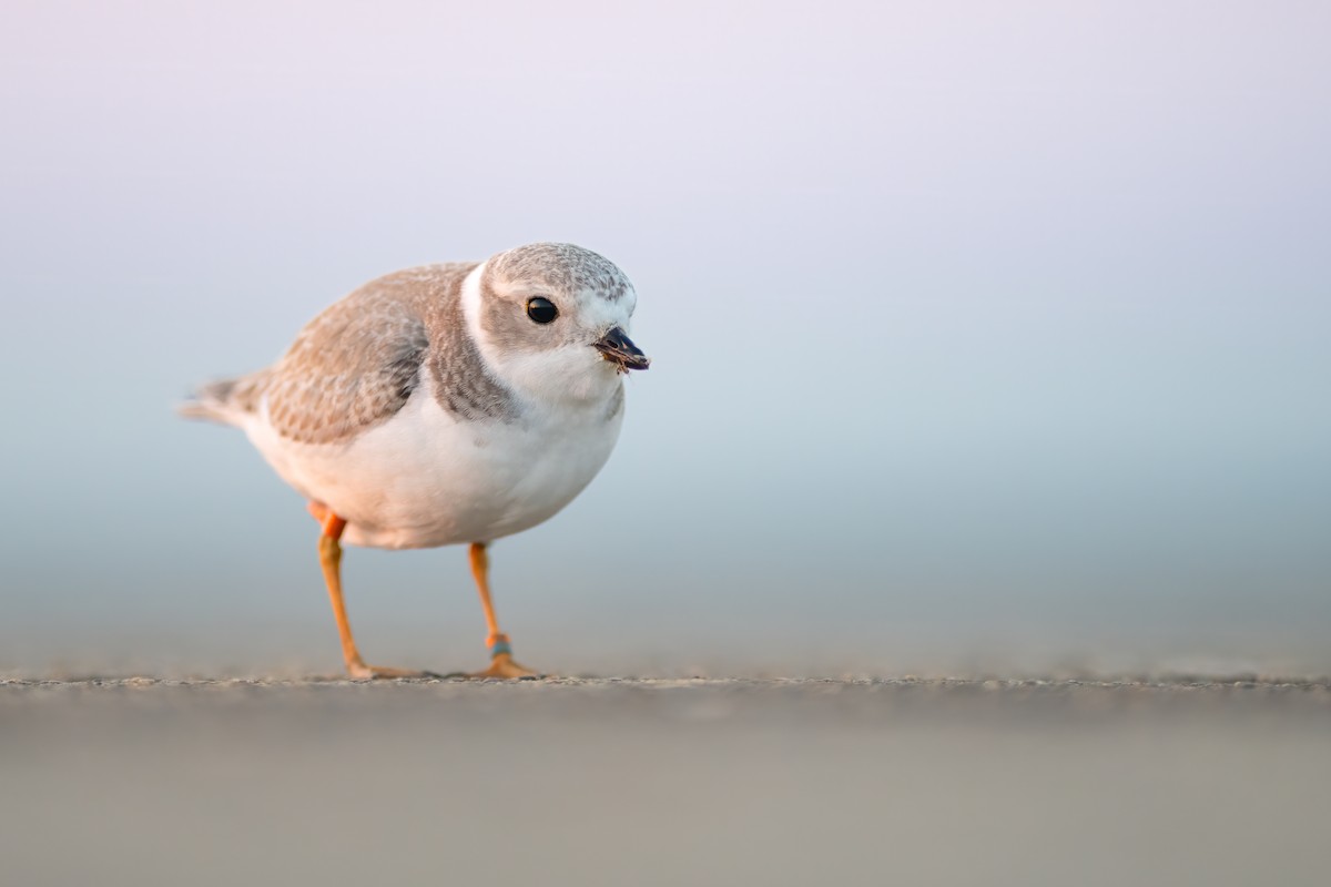 Piping Plover - ML600332471