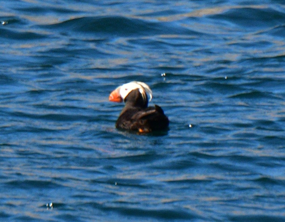 Tufted Puffin - Ben Roberts
