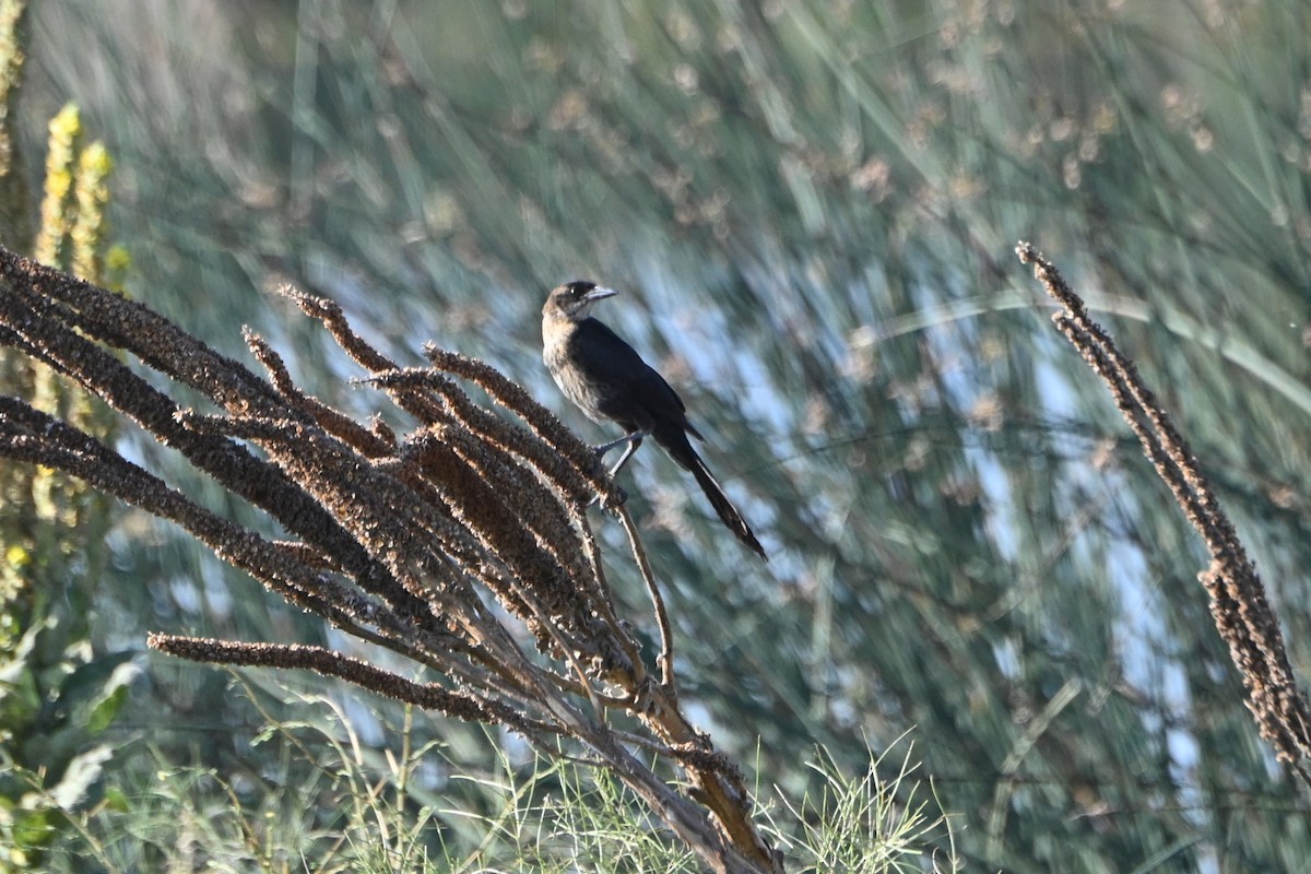 Great-tailed Grackle - ML600335711