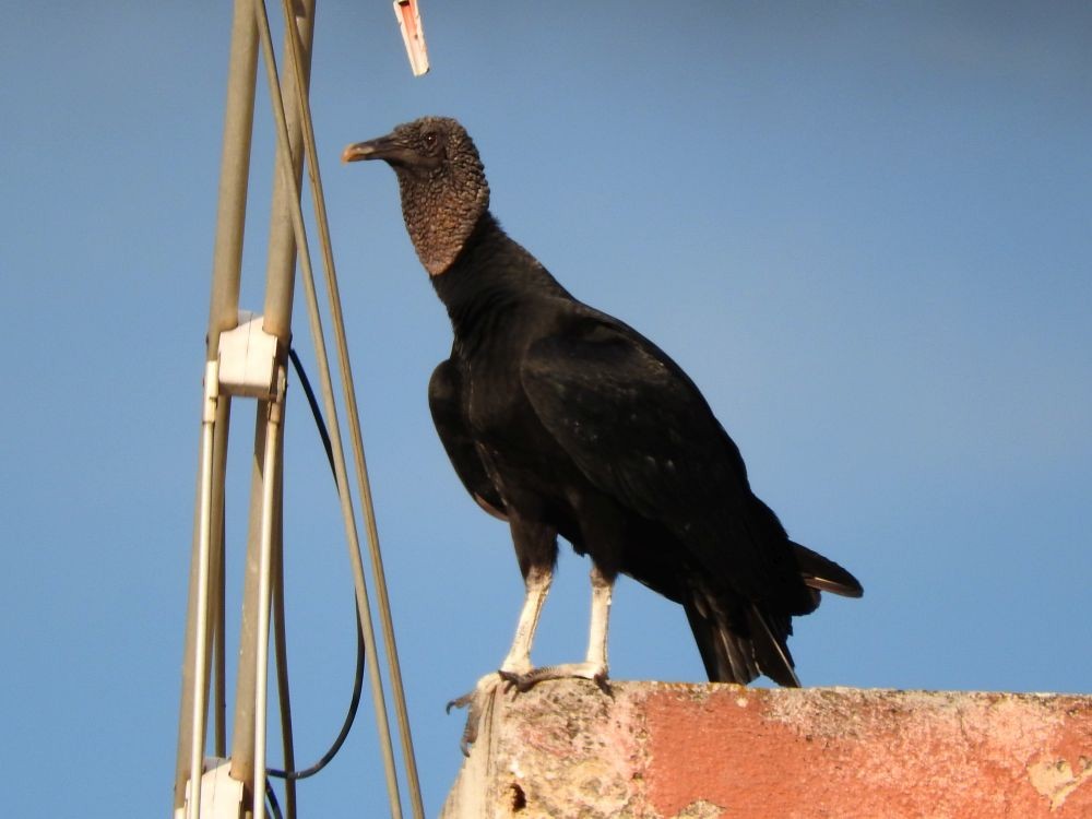 Black Vulture - ML600339681