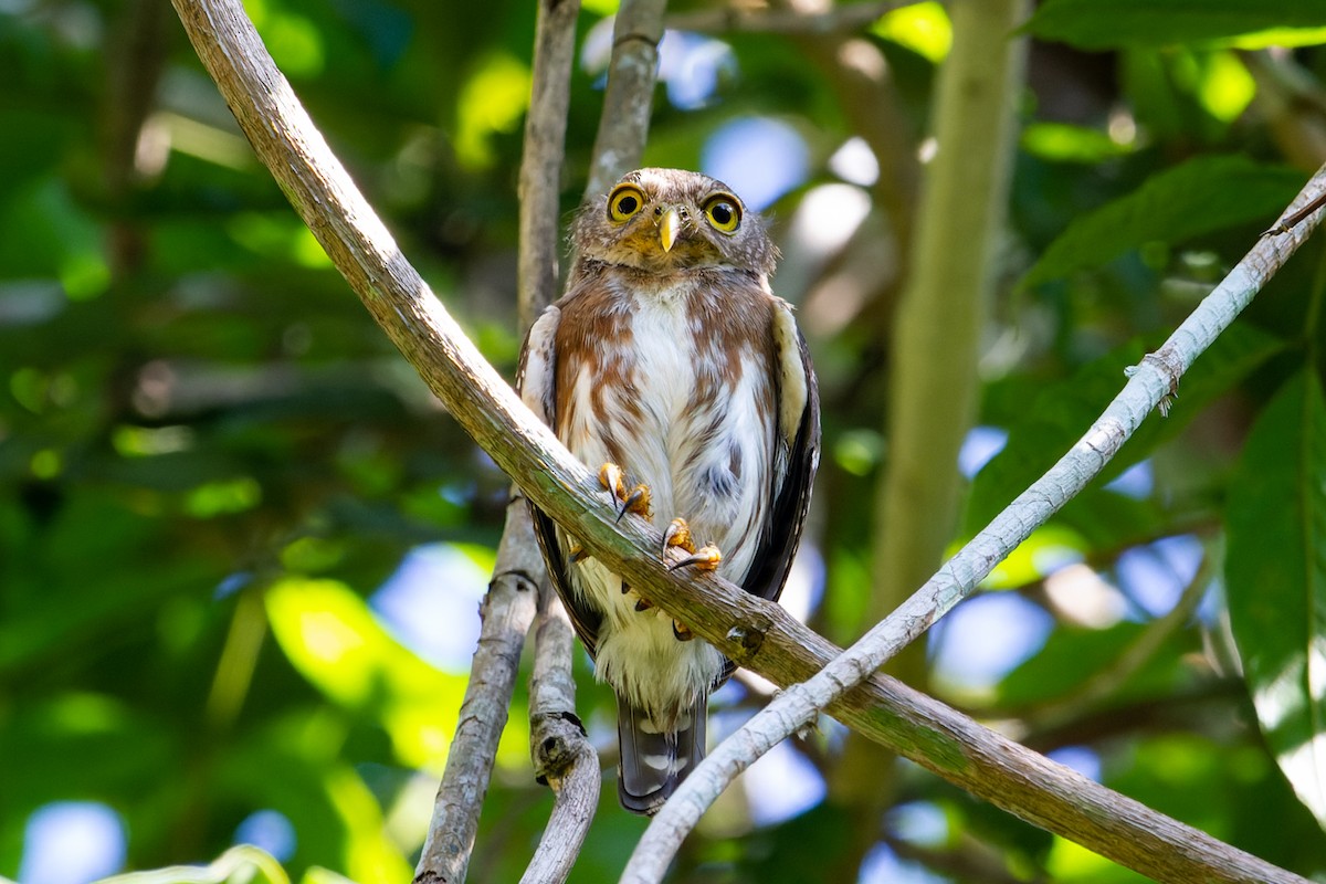 Amazonian Pygmy-Owl - ML600340301
