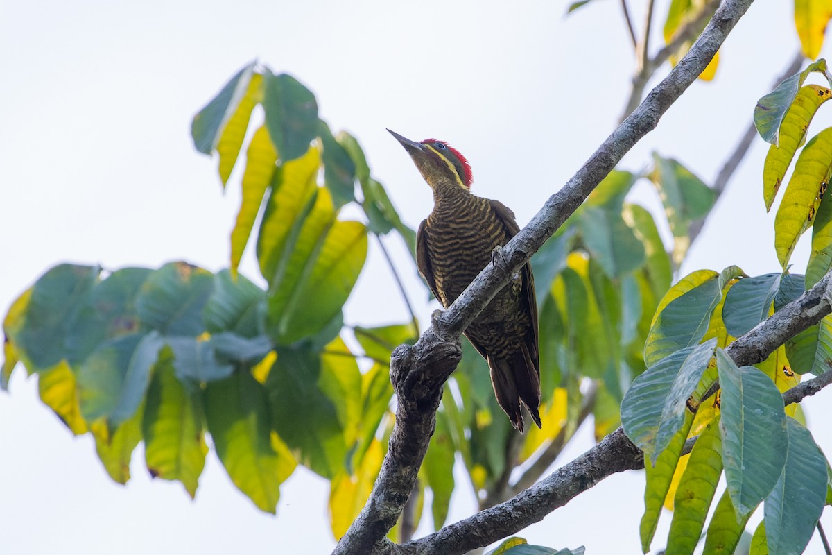 Golden-green Woodpecker (Spot-throated) - ML600340471