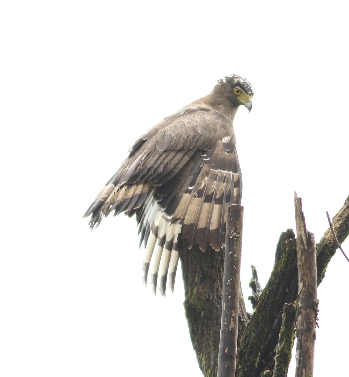 Crested Serpent-Eagle - ML600340491