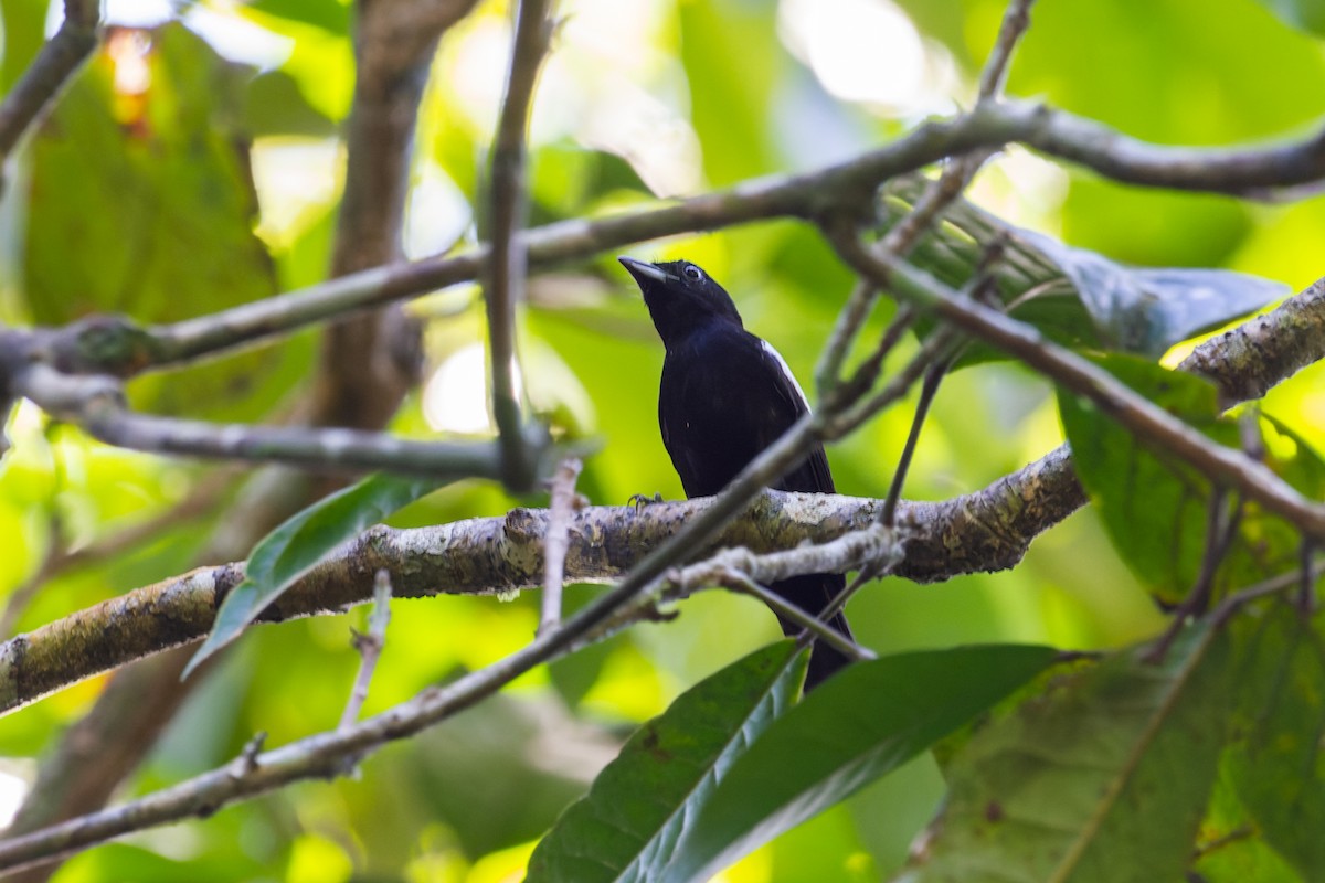 White-shouldered Tanager - ML600340631