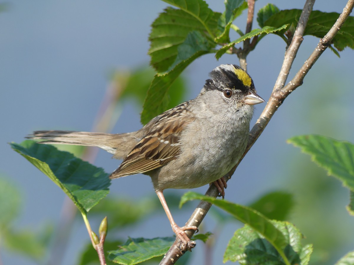 Golden-crowned Sparrow - ML600342081