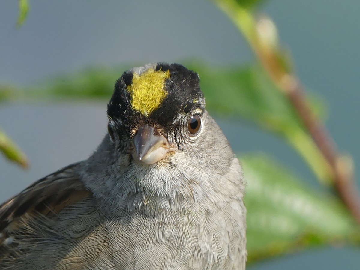 Golden-crowned Sparrow - ML600342151