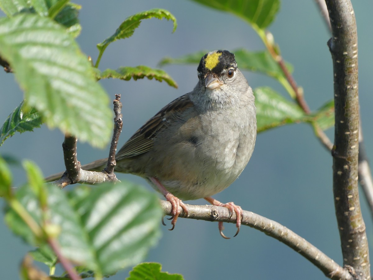 Golden-crowned Sparrow - ML600342191