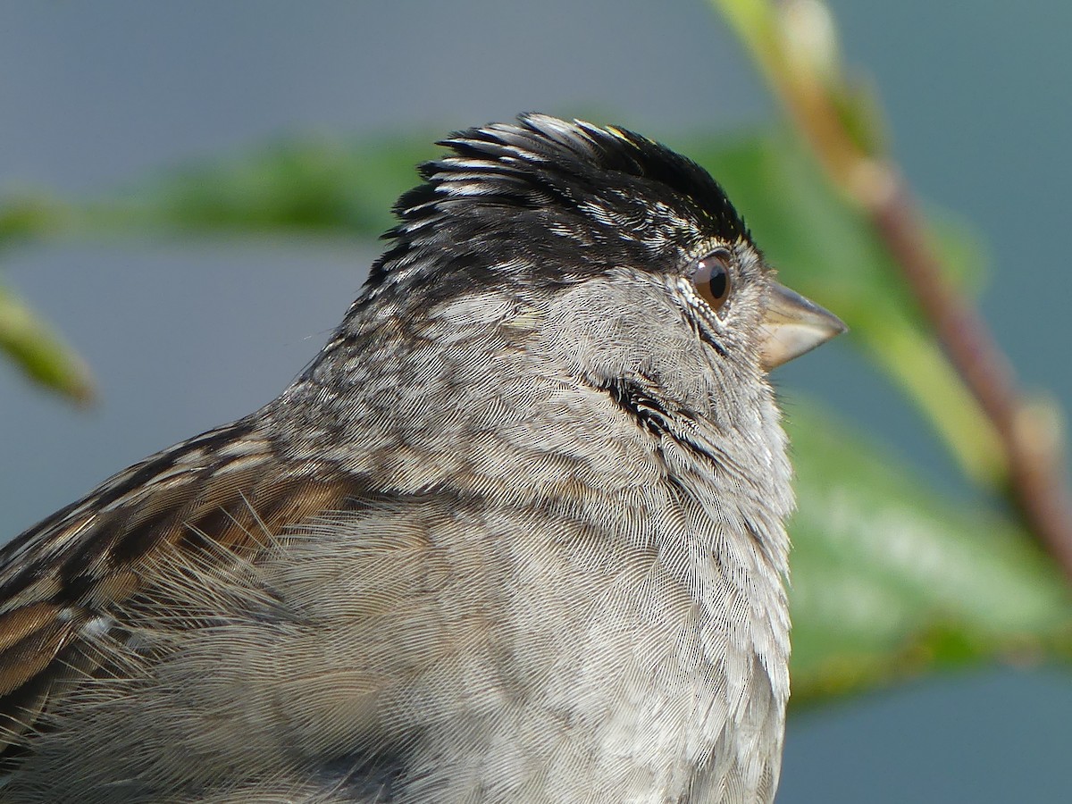 Golden-crowned Sparrow - ML600342201
