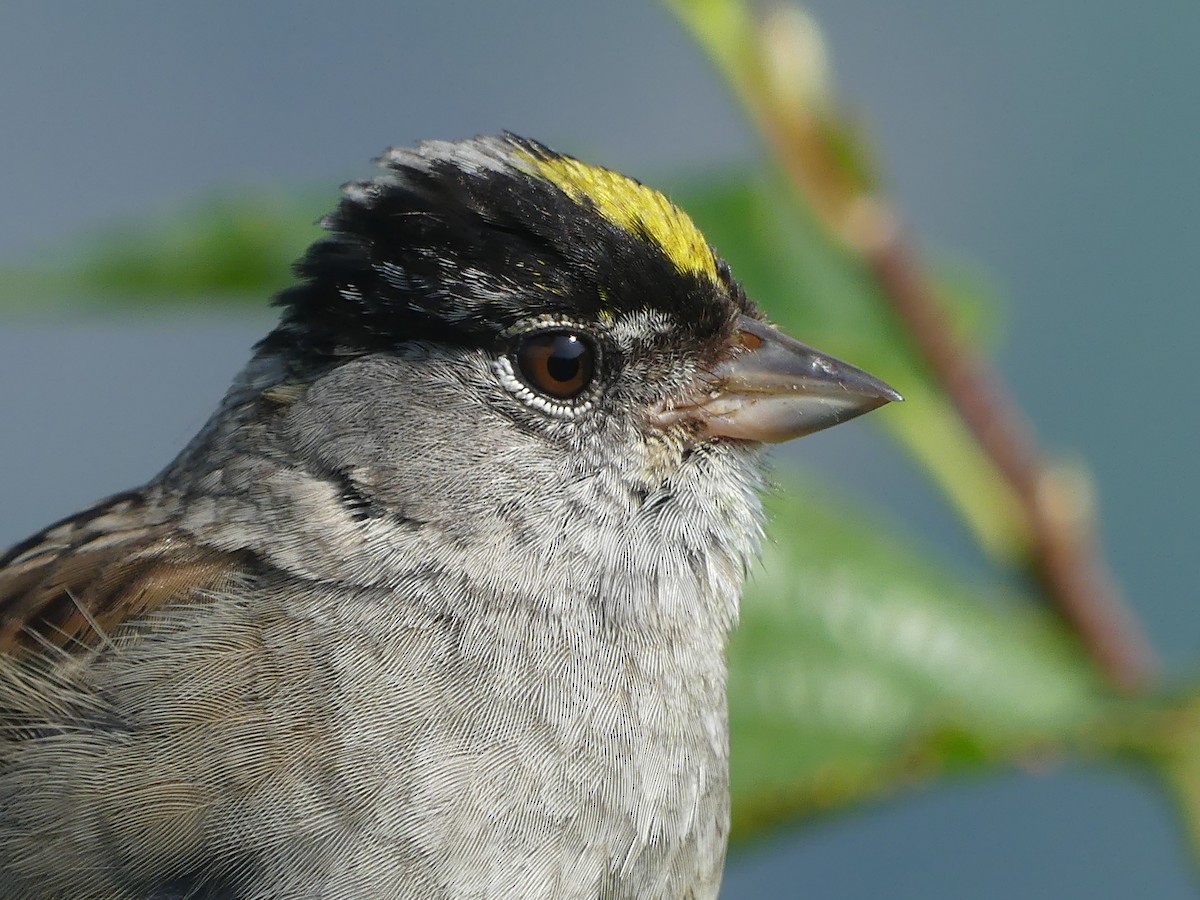 Golden-crowned Sparrow - ML600342221