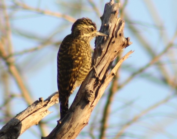 White-barred Piculet (White-barred) - ML600343061