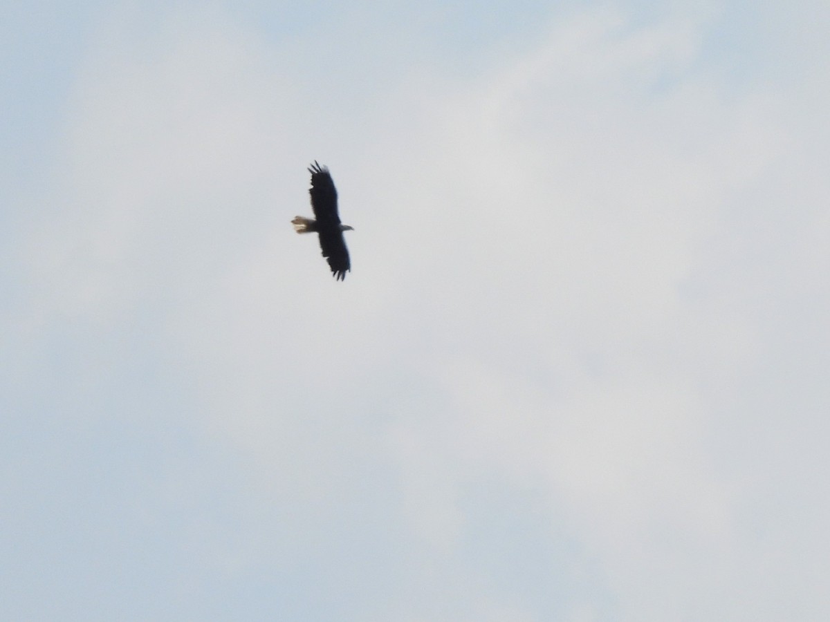 eBird Checklist 1 Aug 2023 Caumsett State Historic Park Preserve