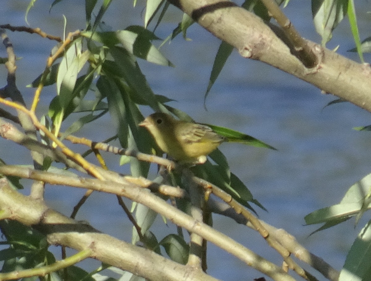 Western Tanager - ML600344401