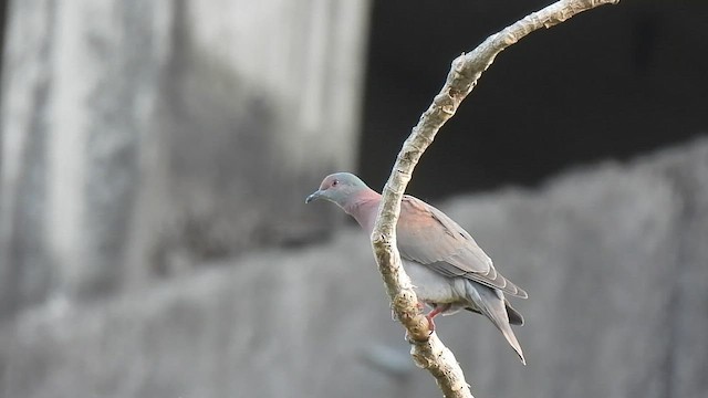 Рыжспинный голубь - ML600351641