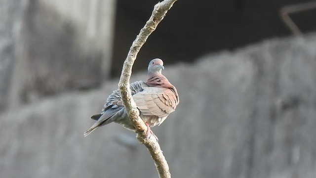Pale-vented Pigeon - ML600351771