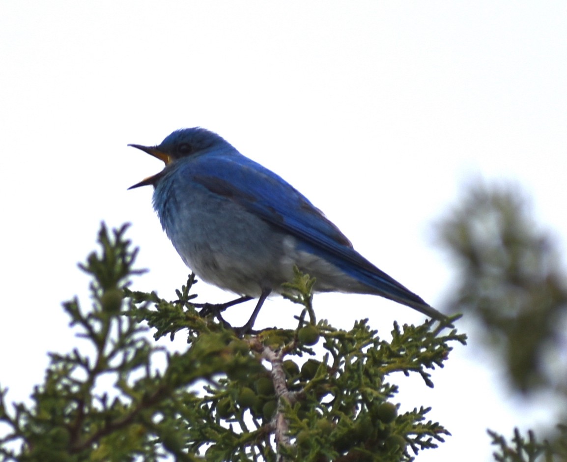 Mountain Bluebird - ML600357111