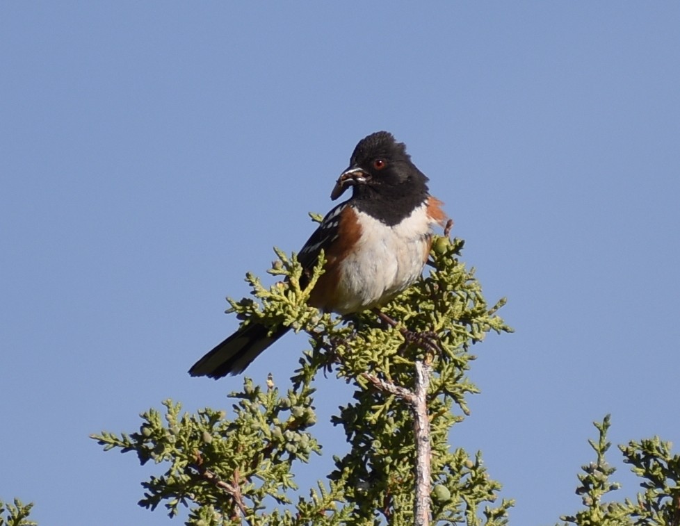 Spotted Towhee - ML600357511
