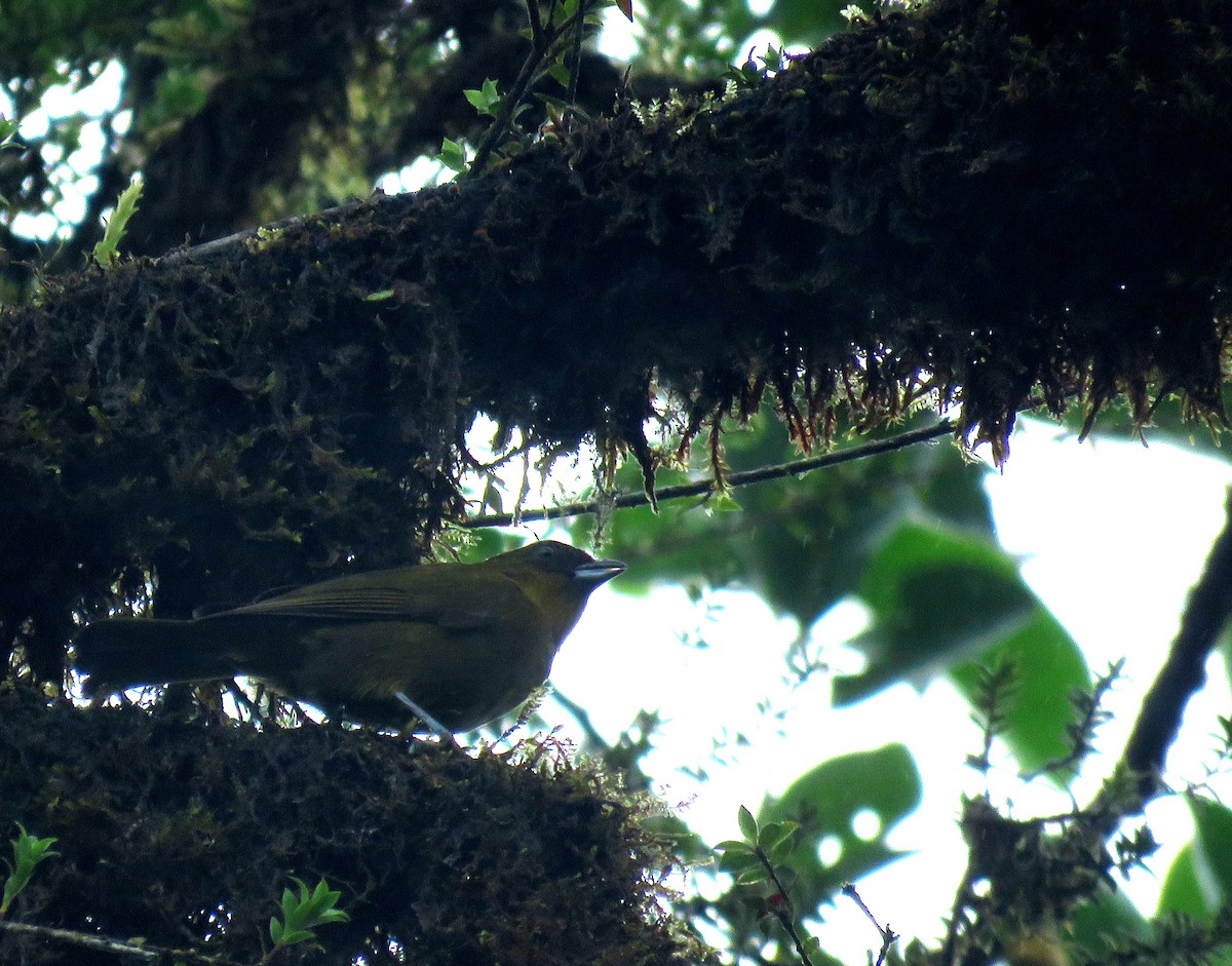 Yellow-green Tanager - ML600362231
