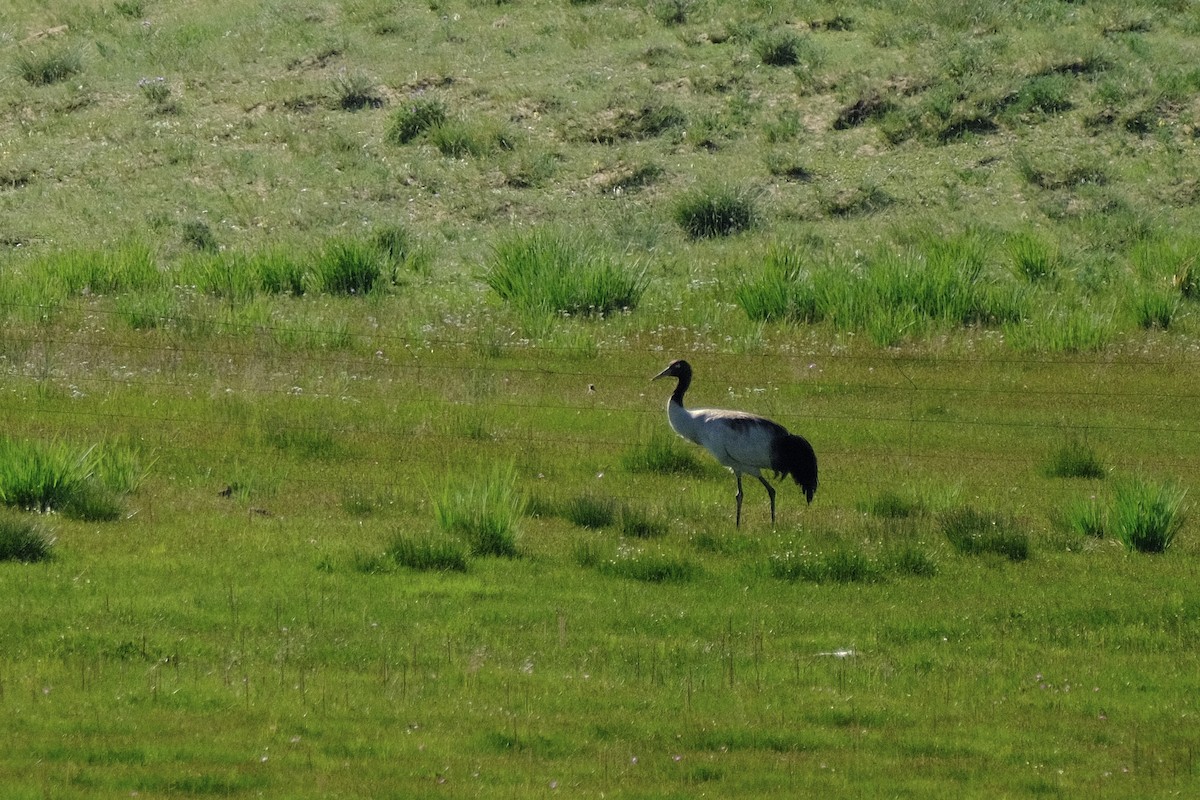 Black-necked Crane - ML600365961
