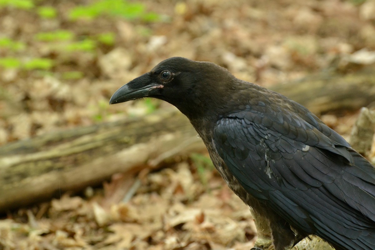 Common Raven - Epi Shemming