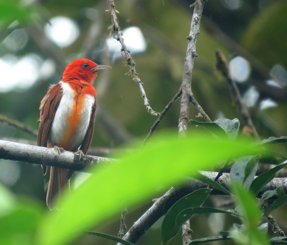 Scarlet-and-white Tanager - ML600370431