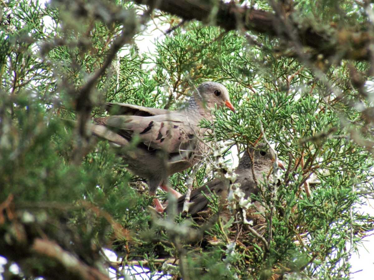Common Ground Dove - ellen horak