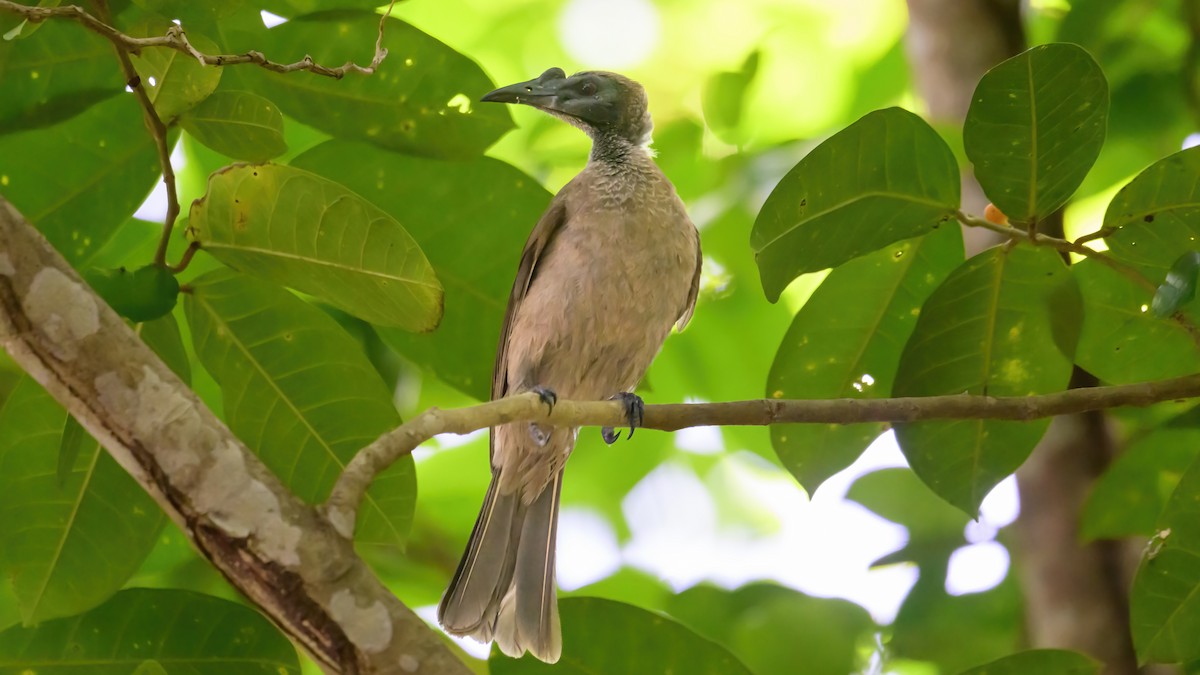 Helmeted Friarbird (New Guinea) - ML600376591
