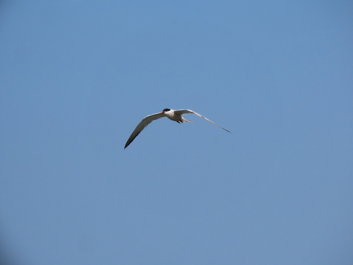 Common Tern - ML600376781
