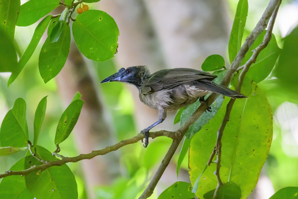 Helmeted Friarbird (New Guinea) - ML600377501