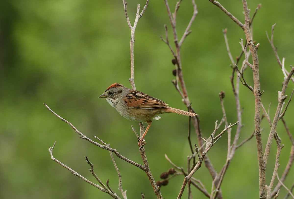 Swamp Sparrow - ML600377891