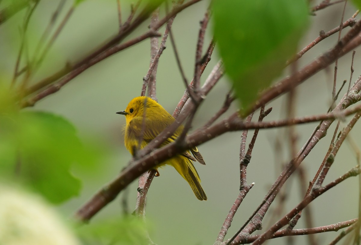 Yellow Warbler - Sabine Decamp